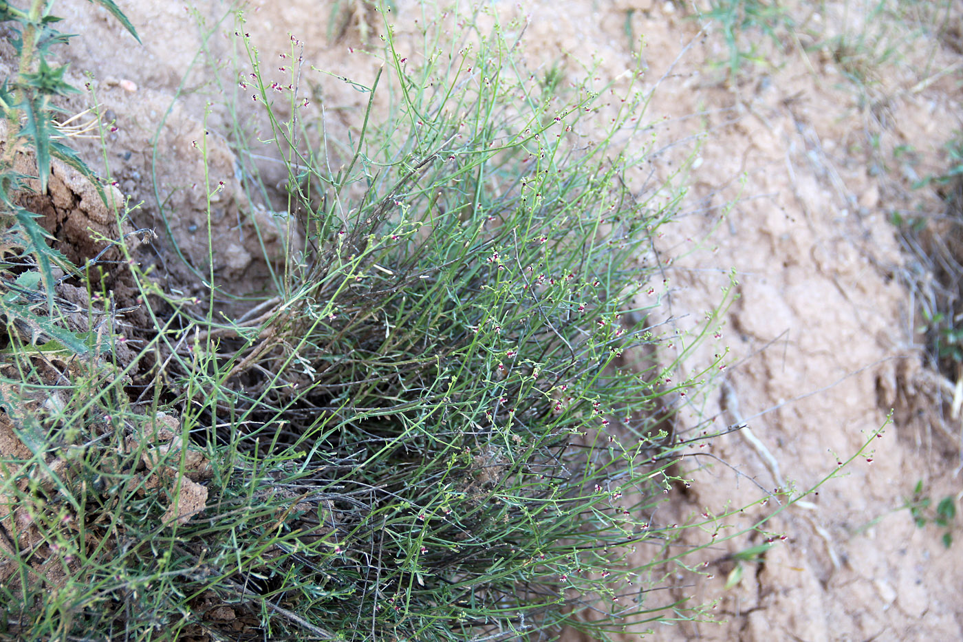 Image of Scrophularia striata specimen.