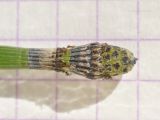 Equisetum hyemale