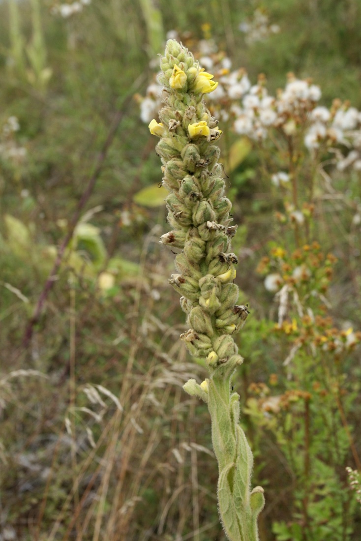 Image of Verbascum thapsus specimen.