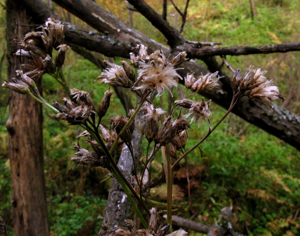 Изображение особи Saussurea stolbensis.