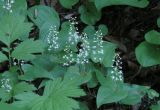 Maianthemum bifolium