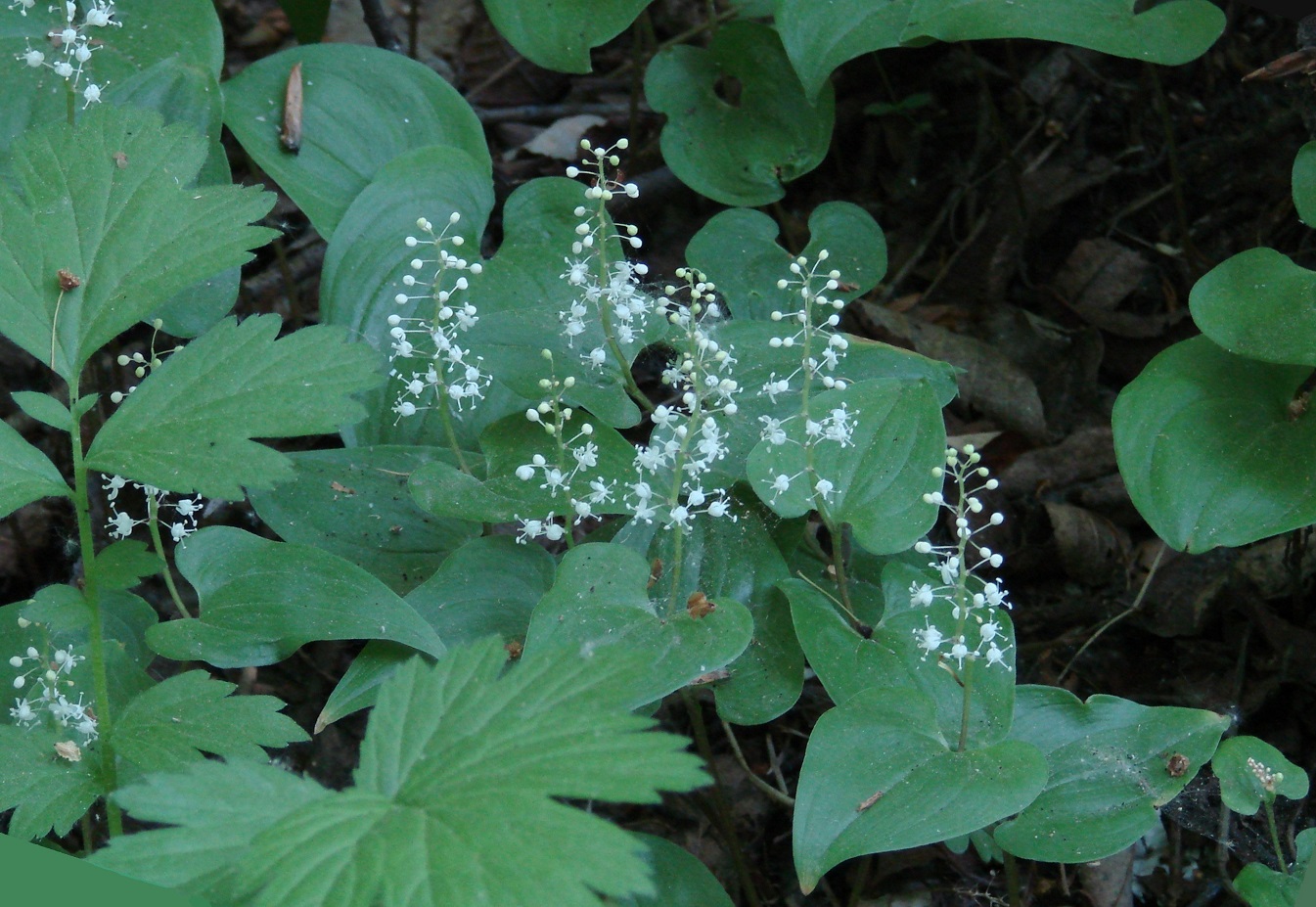 Изображение особи Maianthemum bifolium.