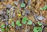 Tussilago farfara