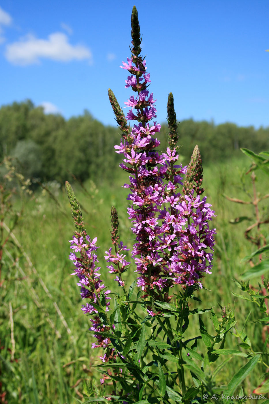 Image of Lythrum salicaria specimen.