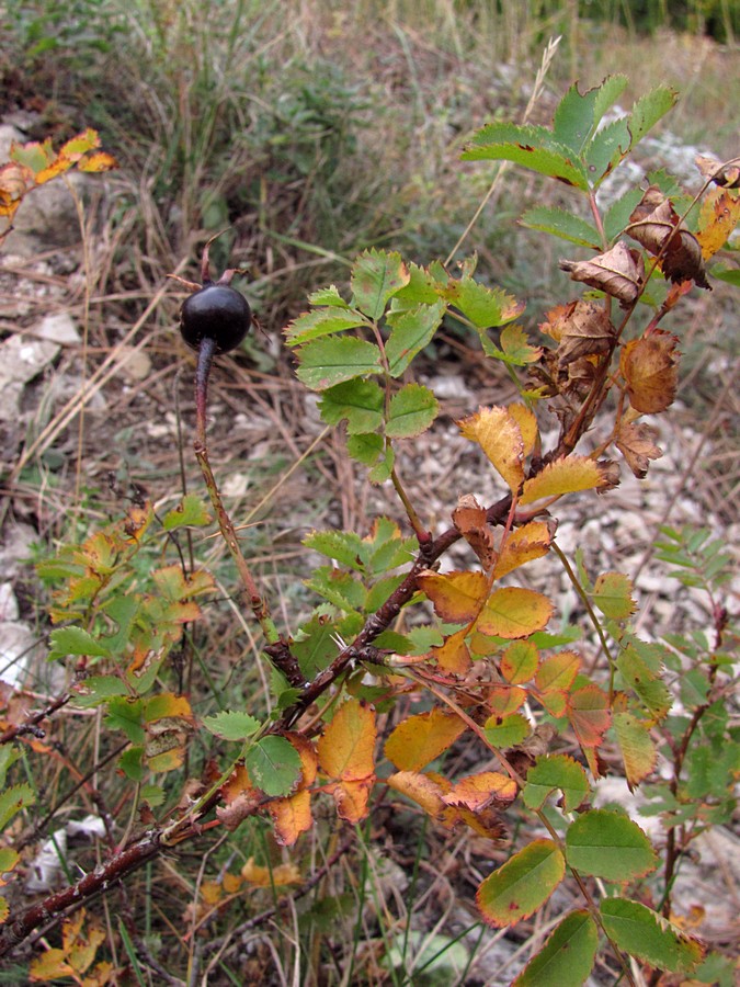 Image of Rosa spinosissima specimen.