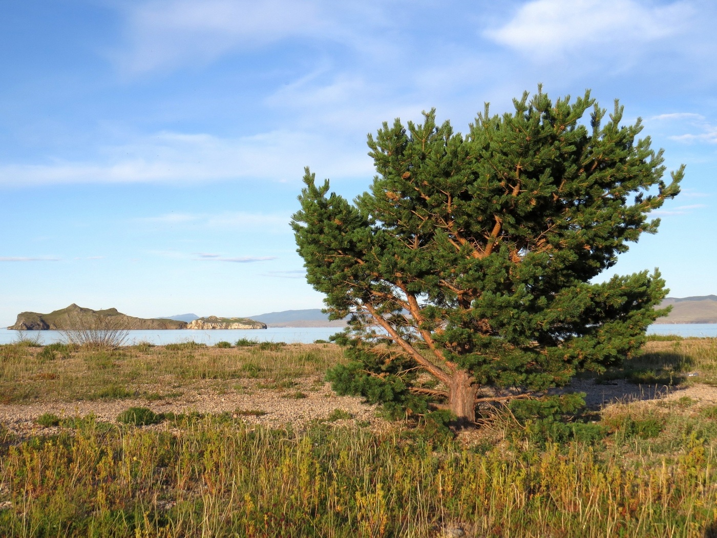 Image of Pinus sylvestris specimen.