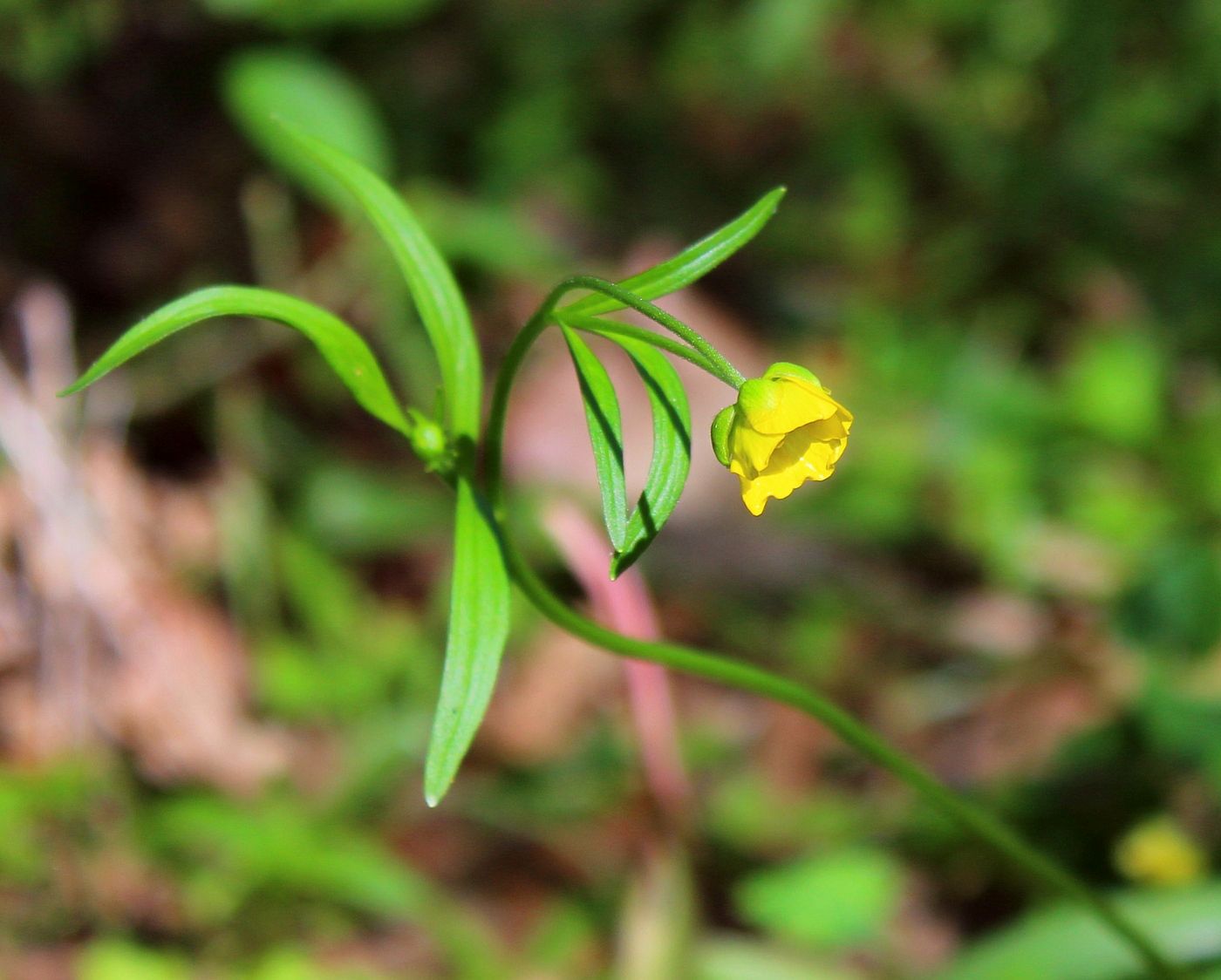 Изображение особи Ranunculus pedatus.