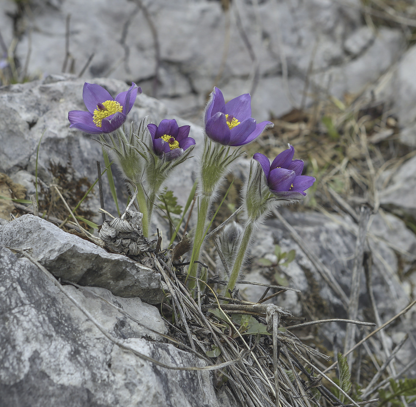 Image of Pulsatilla patens specimen.