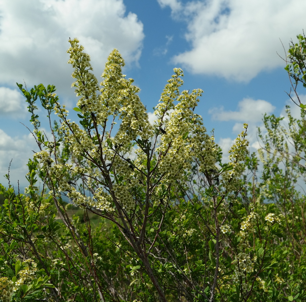 Изображение особи Spiraea hypericifolia.