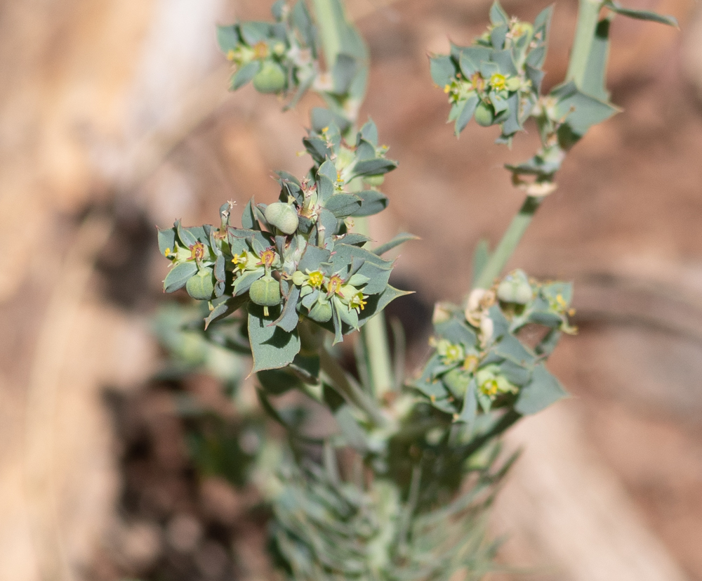 Image of Euphorbia aleppica specimen.