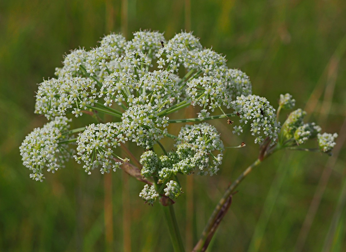 Image of Ostericum palustre specimen.