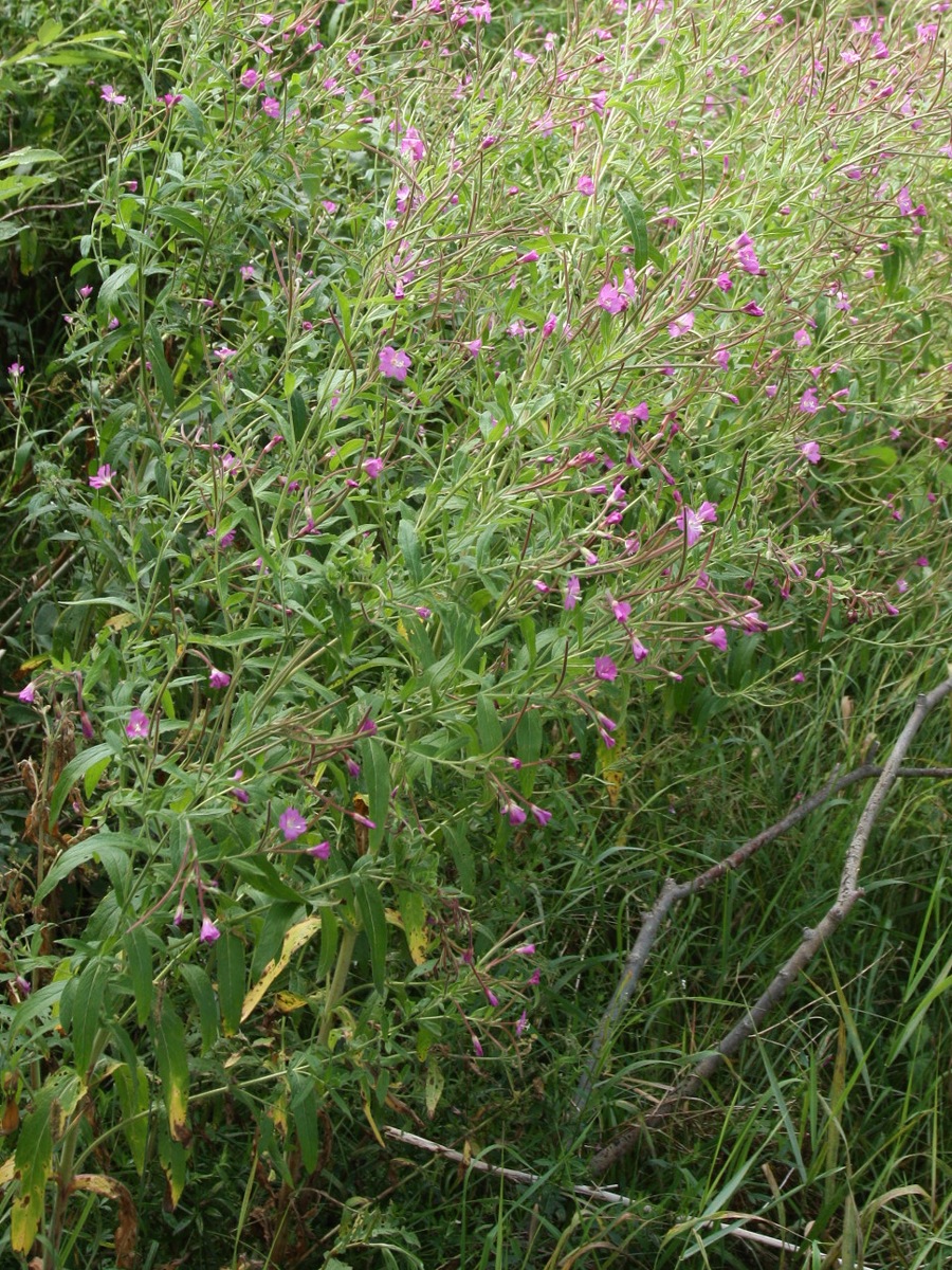 Изображение особи Epilobium hirsutum.