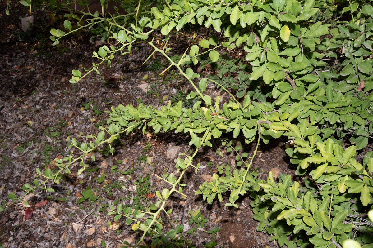 Image of Gymnosporia buxifolia specimen.