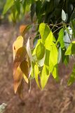 genus Eucalyptus. Верхушка ветки молодого дерева. Израиль, лес Бен-Шемен. 06.06.2020.