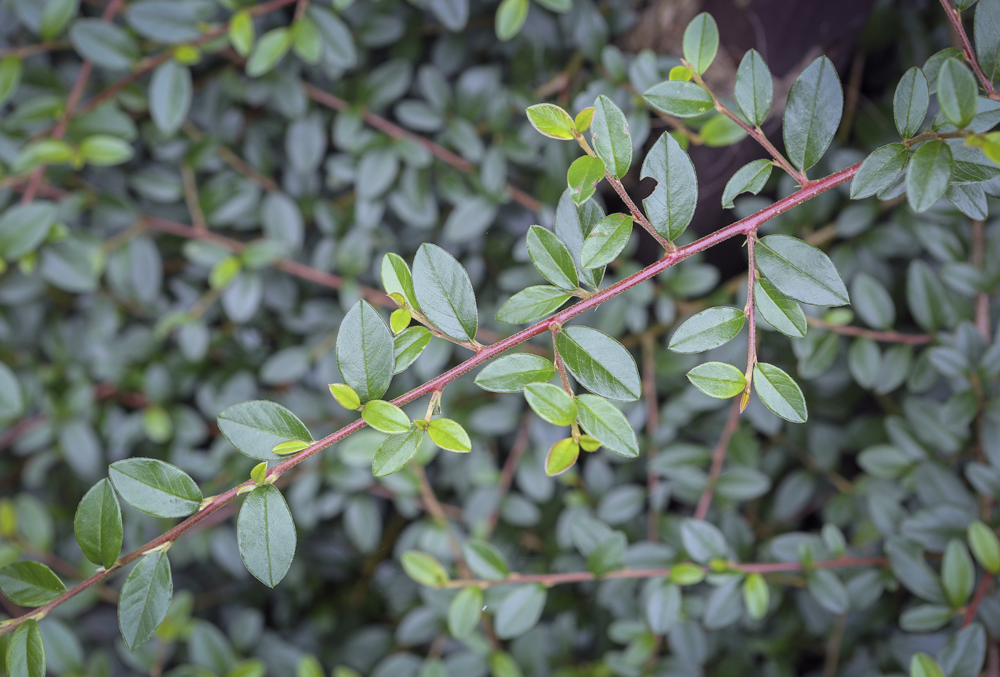 Image of genus Cotoneaster specimen.