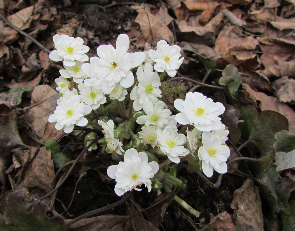 Image of Hepatica asiatica specimen.