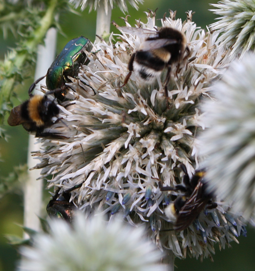 Image of Echinops sphaerocephalus specimen.