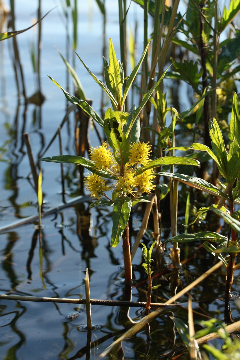 Image of Naumburgia thyrsiflora specimen.