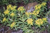genus Euphorbia. Цветущее растение. Непал, 1-я провинция, р-н Расува, национальный парк \"Langtang\". 09.05.2002.