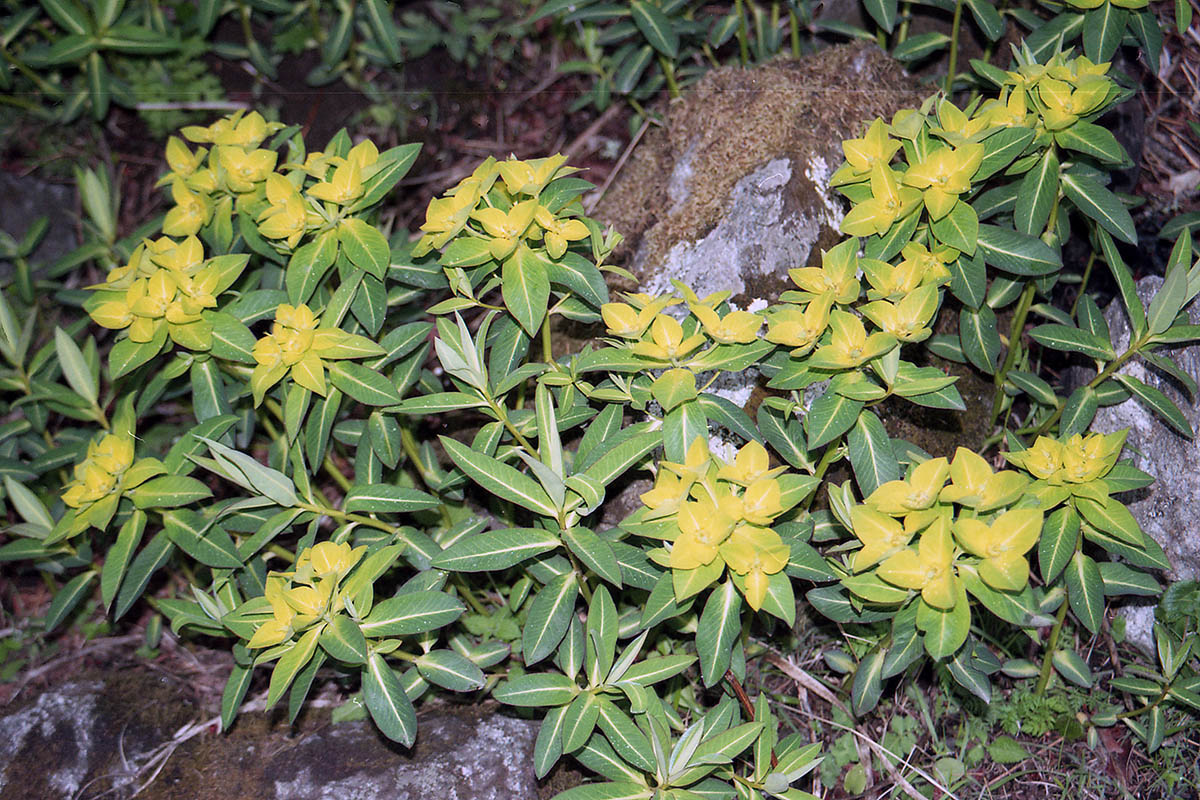 Image of genus Euphorbia specimen.