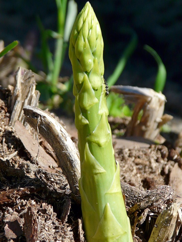 Image of Asparagus officinalis specimen.