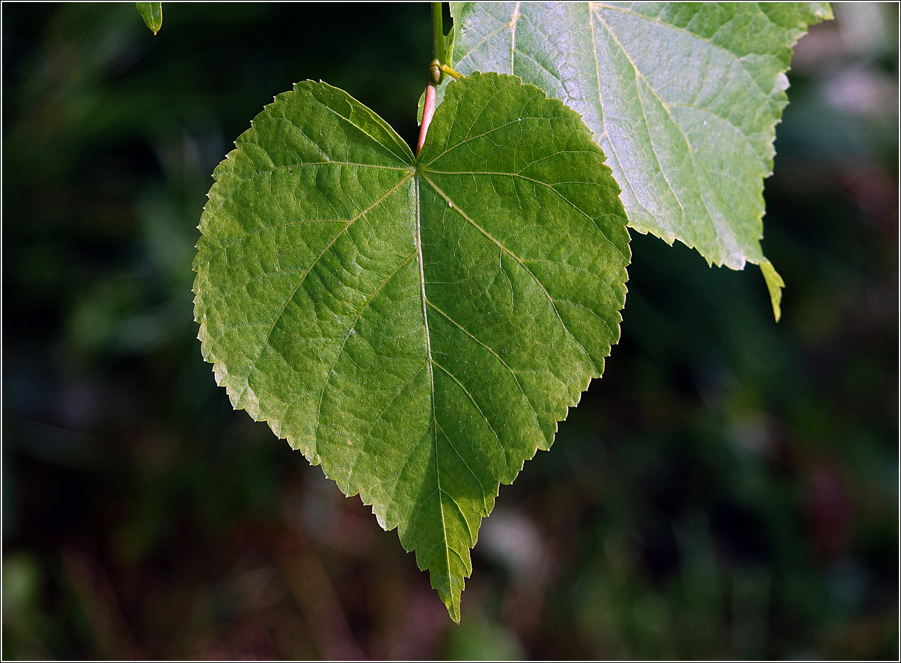 Изображение особи Tilia cordata.