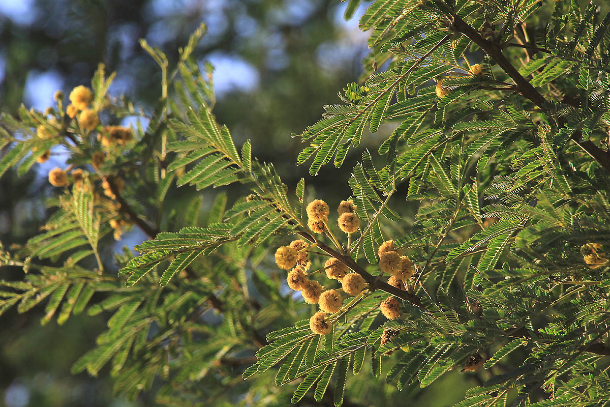 Image of genus Vachellia specimen.