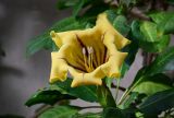 Solandra maxima