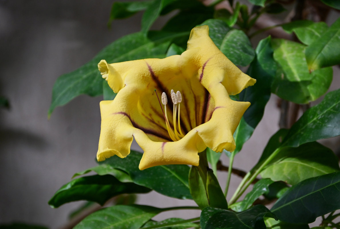 Image of Solandra maxima specimen.