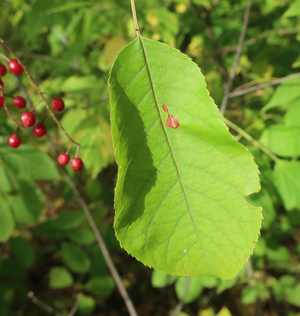 Image of Padus virginiana specimen.