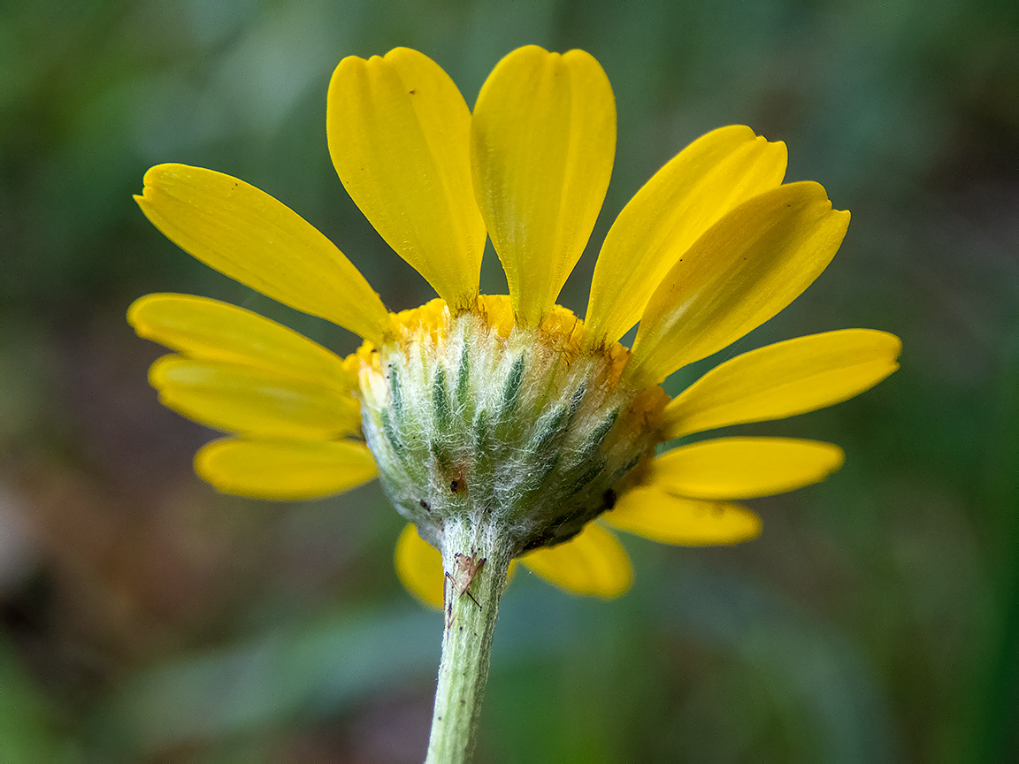 Image of Anthemis tinctoria specimen.