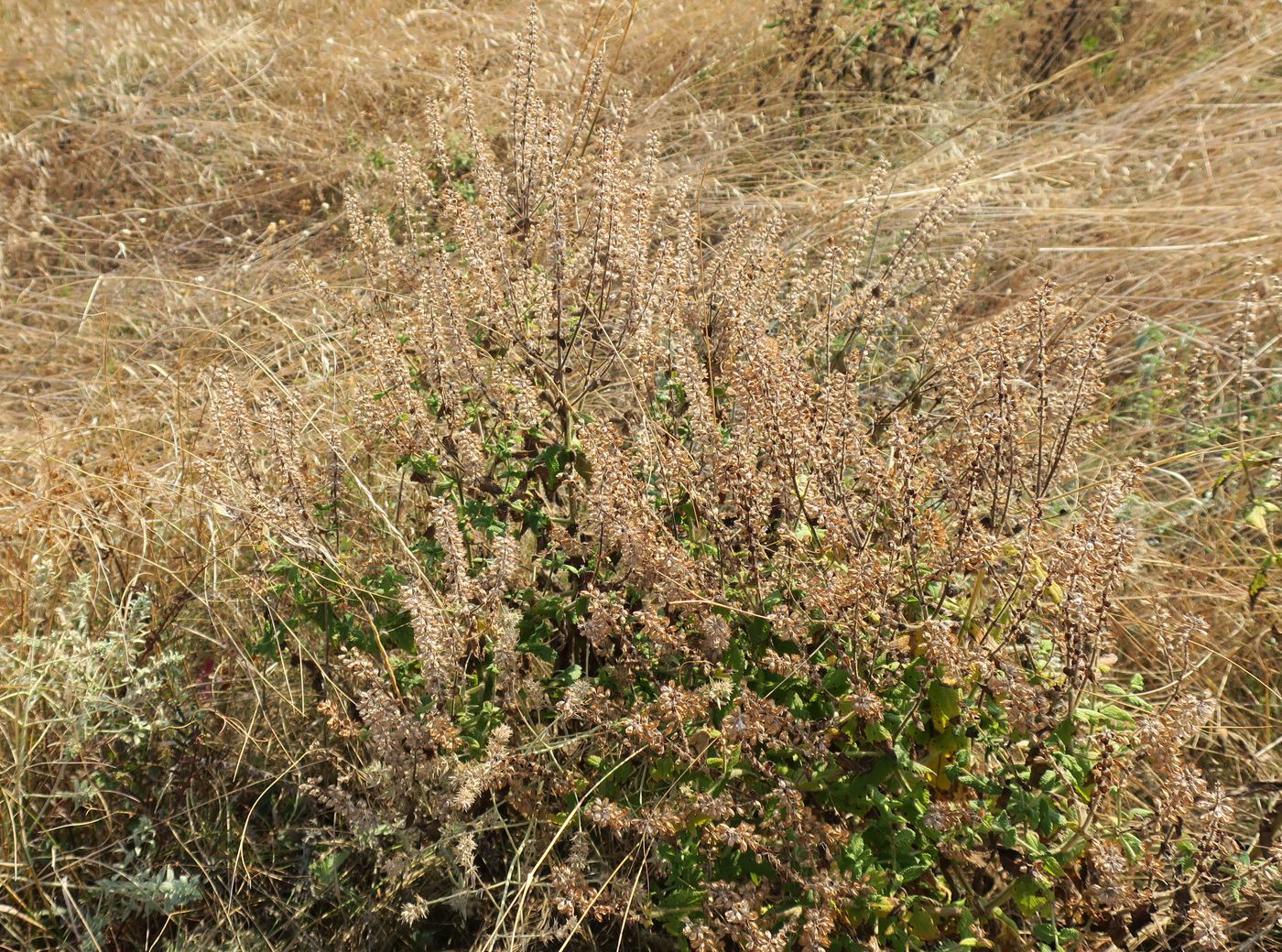 Изображение особи Salvia virgata.