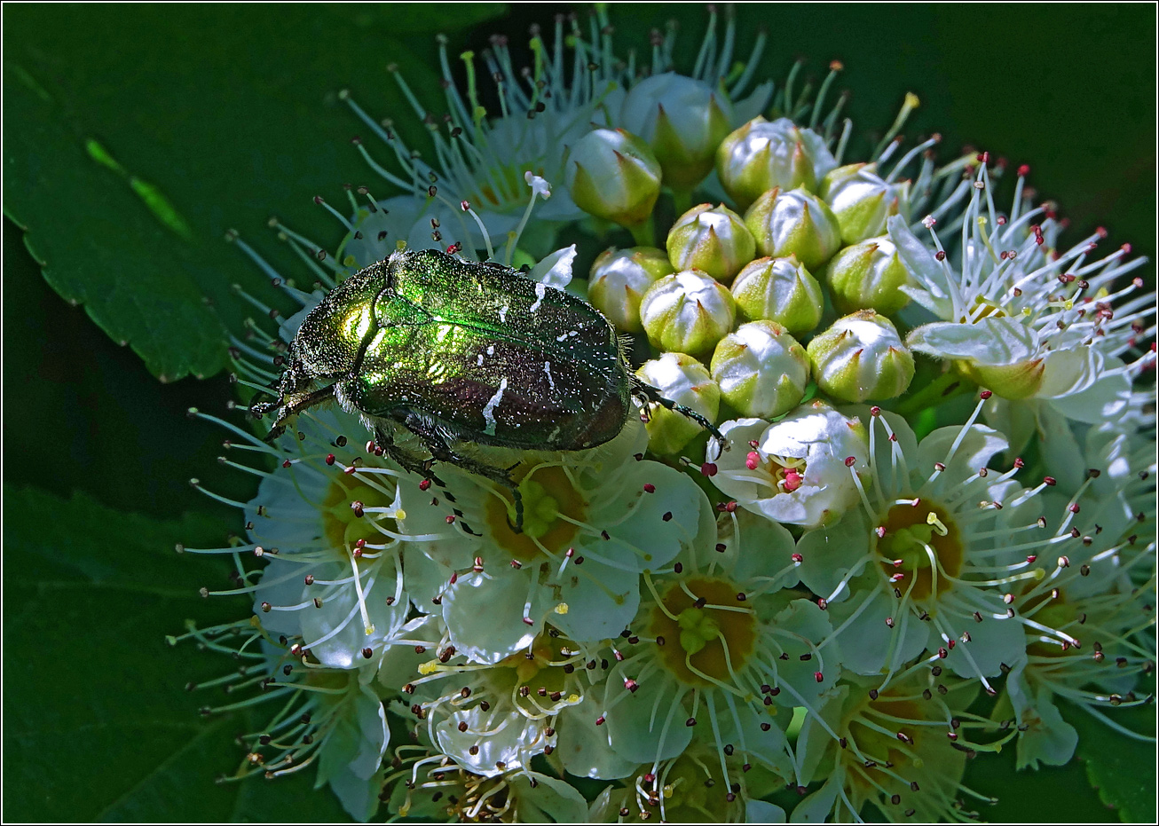 Изображение особи Physocarpus opulifolius.