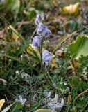 Aconitum rotundifolium. Верхушка цветущего растения. Киргизия, Ошская обл., Памир, Заалайский хр., долина р. Ачик-Таш, ≈ 3600 м н.у.м., альпийский луг. 08.07.2022.