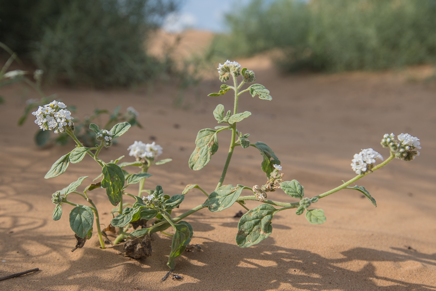 Изображение особи Heliotropium suaveolens.