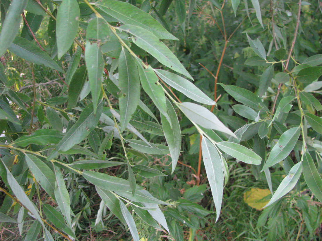 Image of Salix &times; fragilis specimen.