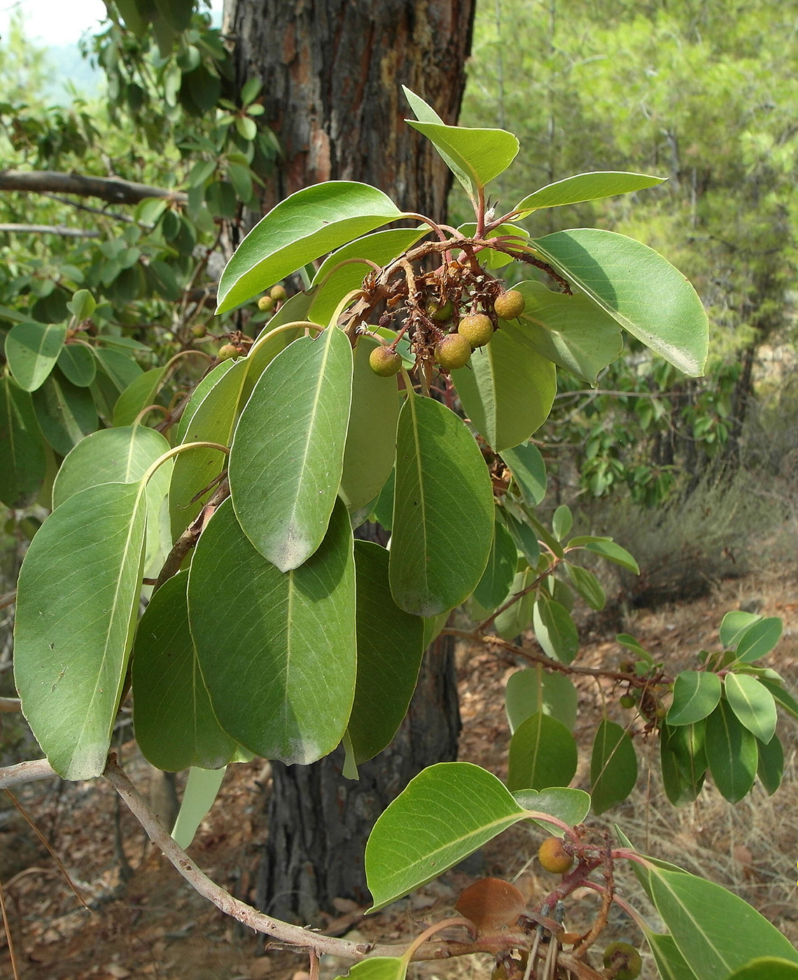 Изображение особи род Arbutus.