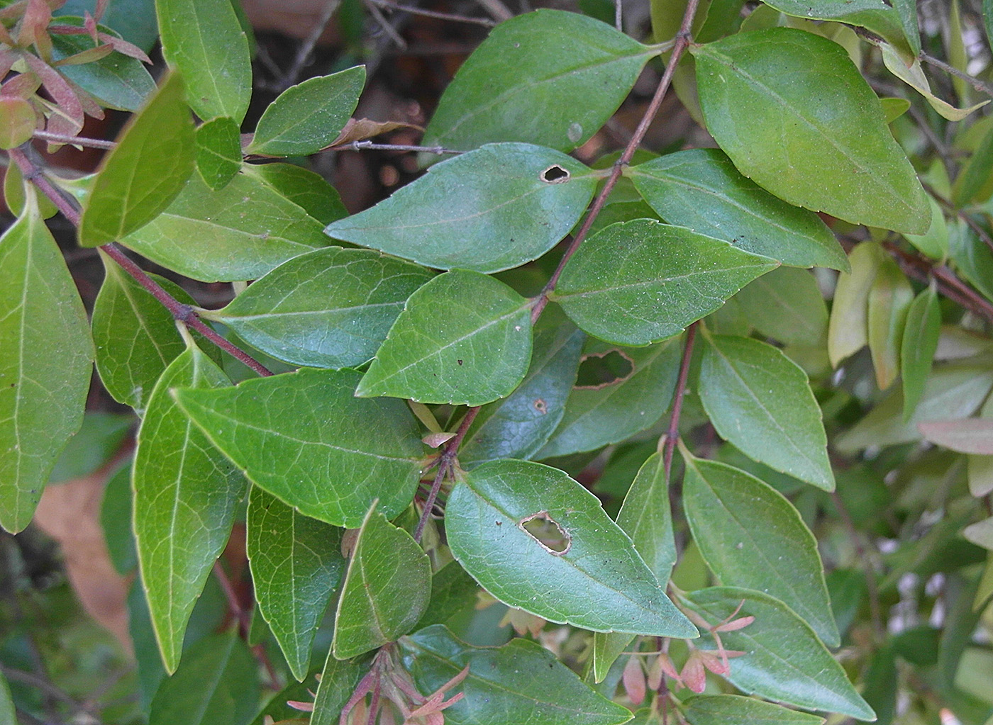 Image of Abelia &times; grandiflora specimen.