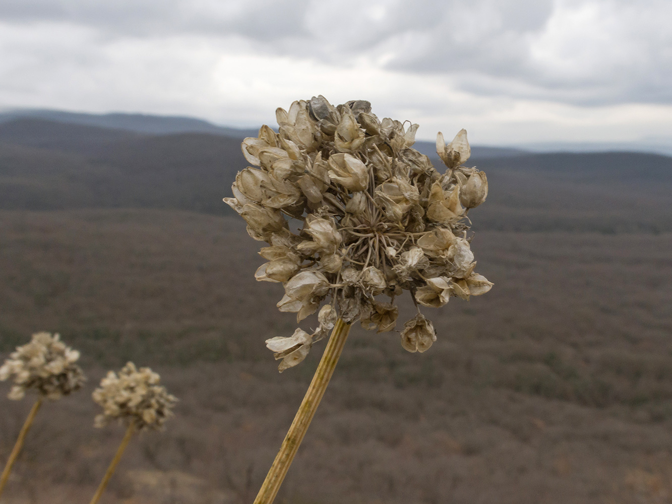 Изображение особи Allium psebaicum.