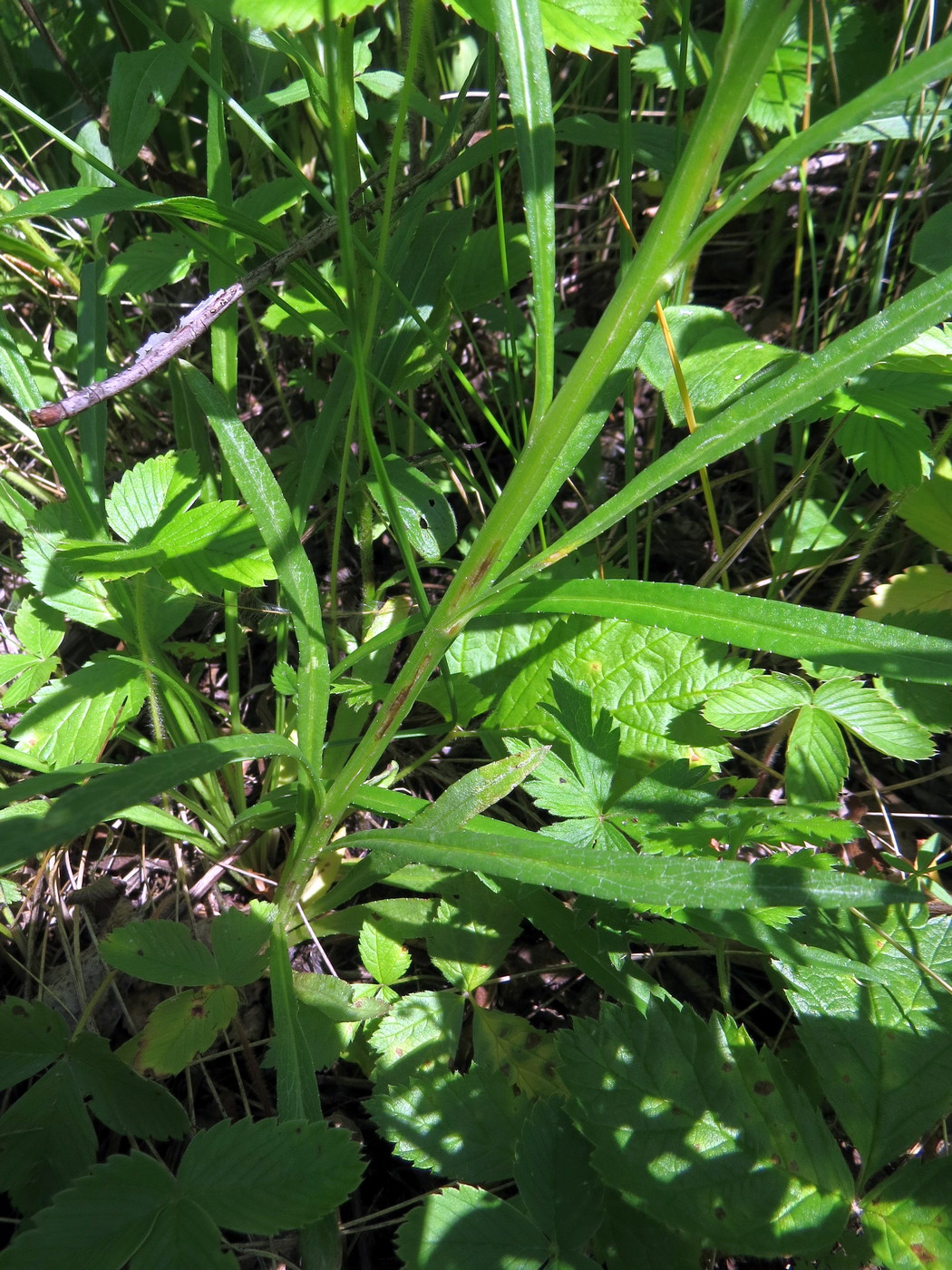 Image of Campanula persicifolia specimen.