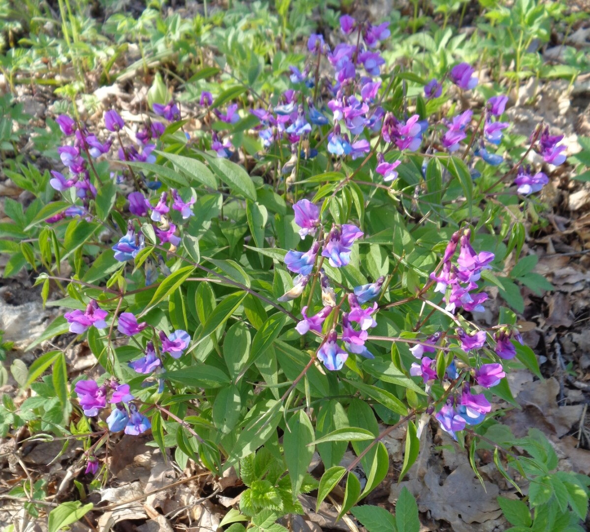 Image of Lathyrus vernus specimen.