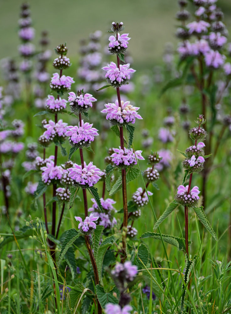 Image of Phlomoides tuberosa specimen.