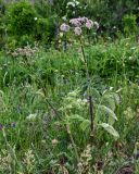 Heracleum roseum