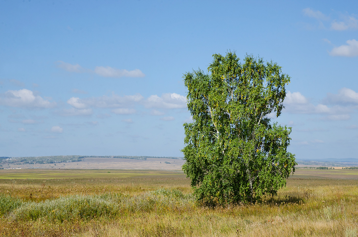 Изображение особи род Betula.