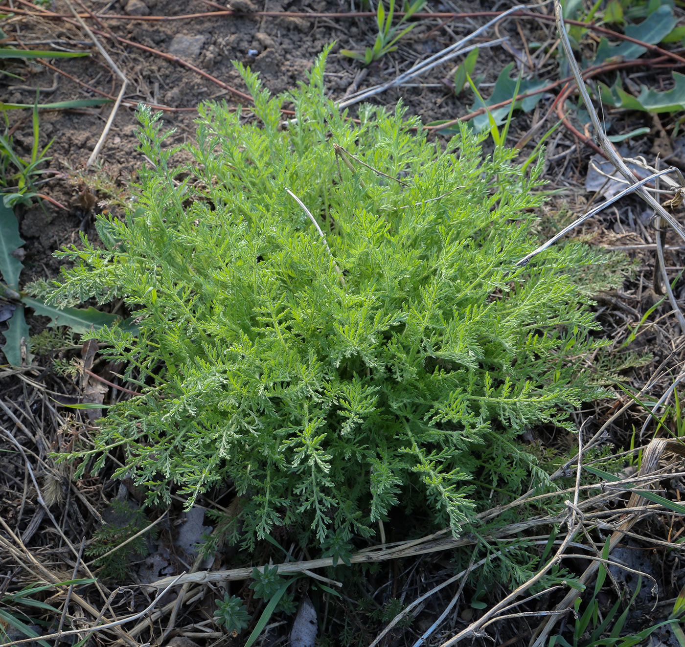 Image of familia Asteraceae specimen.