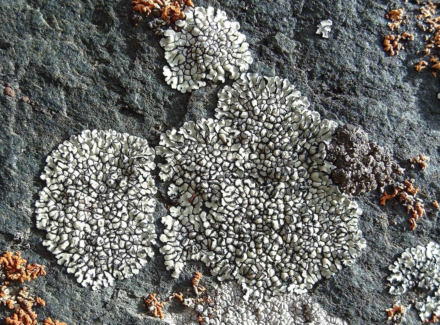 Image of Lecanora bolcana specimen.