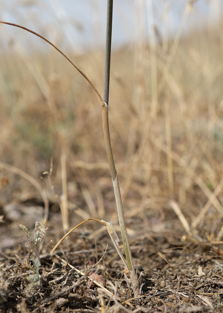 Изображение особи Allium caesium.