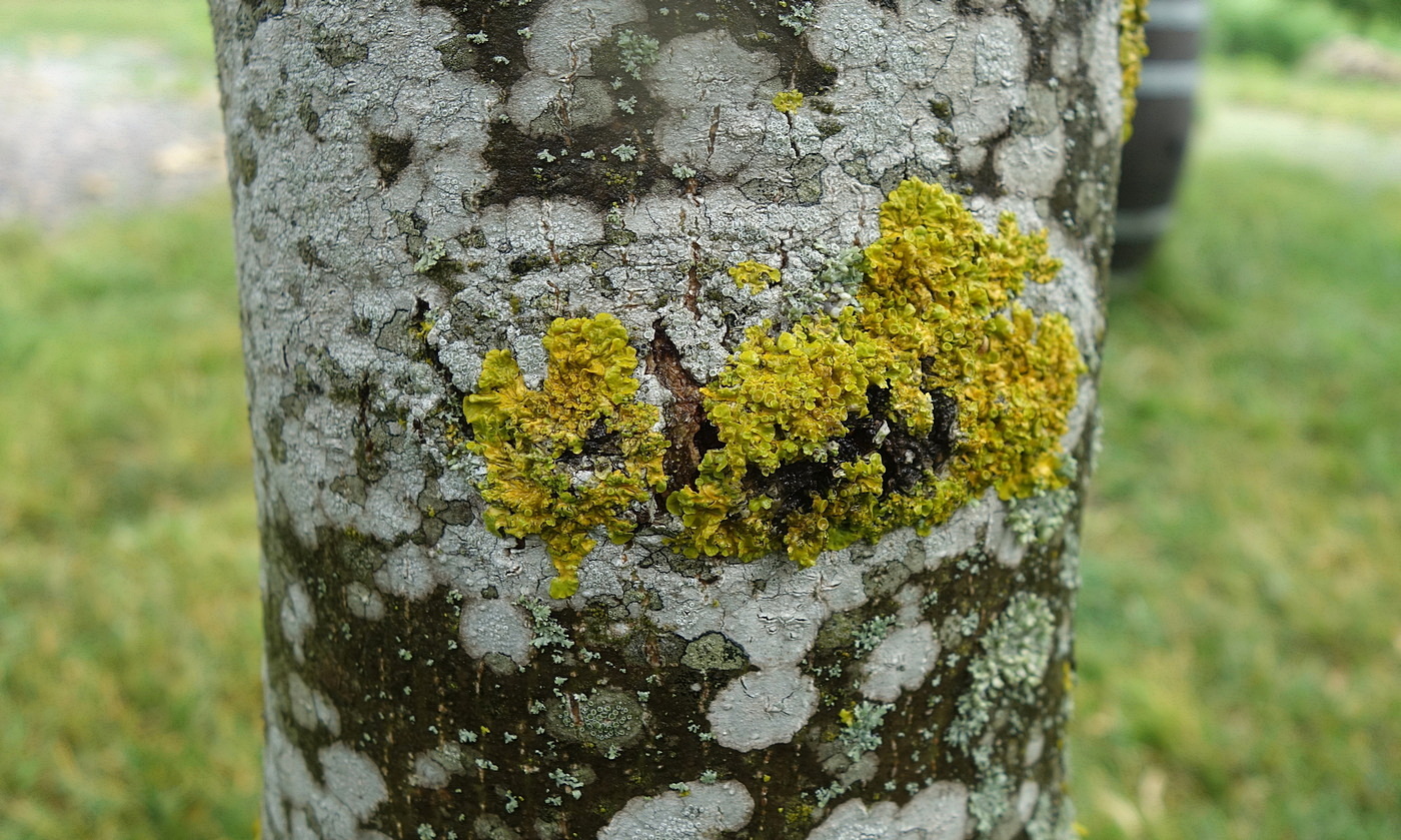 Image of Xanthoria parietina specimen.