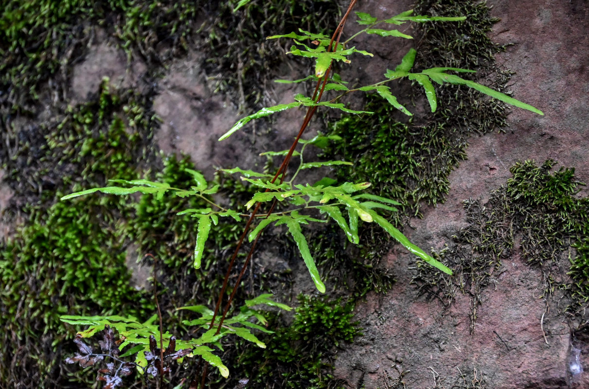 Image of Lygodium japonicum specimen.