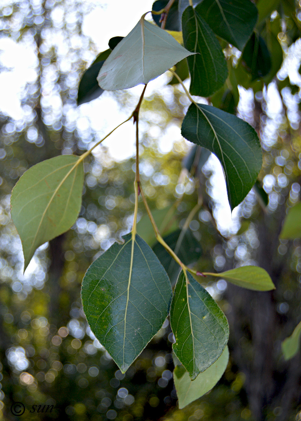 Image of Populus simonii specimen.